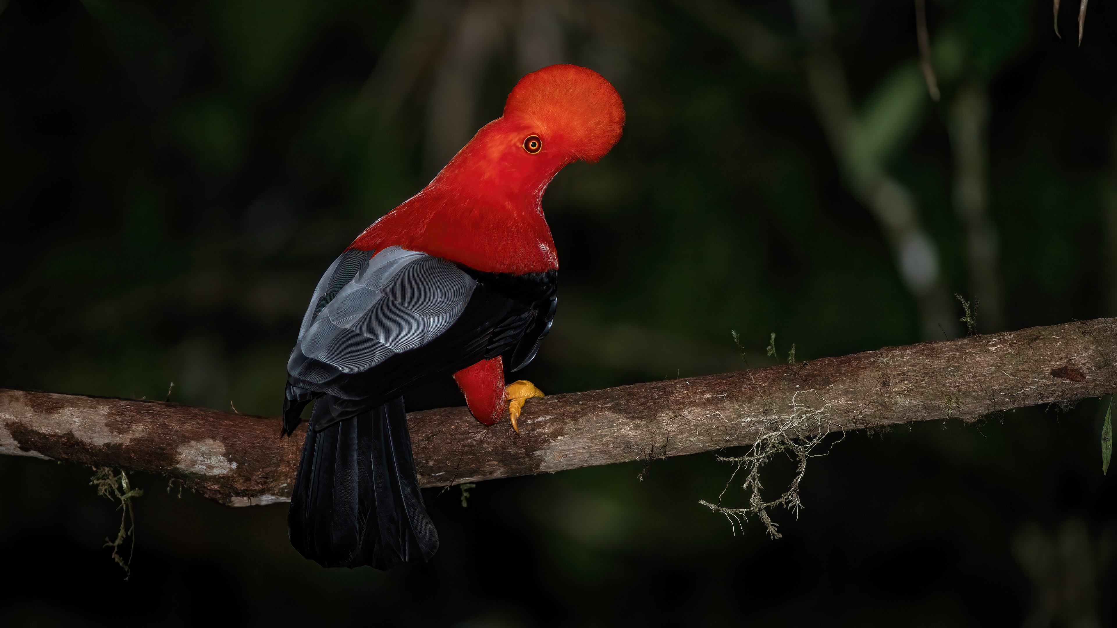 Andean Cock-of-the-rock